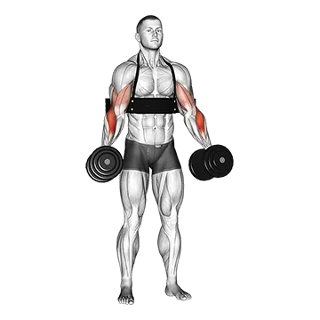 Dumbbell Hammer Curls (with arm blaster)
