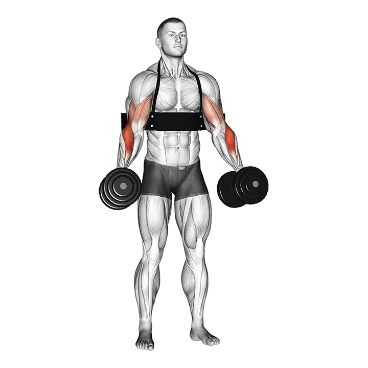 Dumbbell Hammer Curls (with arm blaster) exercise animation (Hombre)