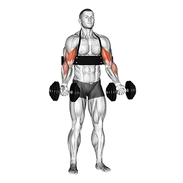Dumbbell Alternate Biceps Curl (with arm blaster)