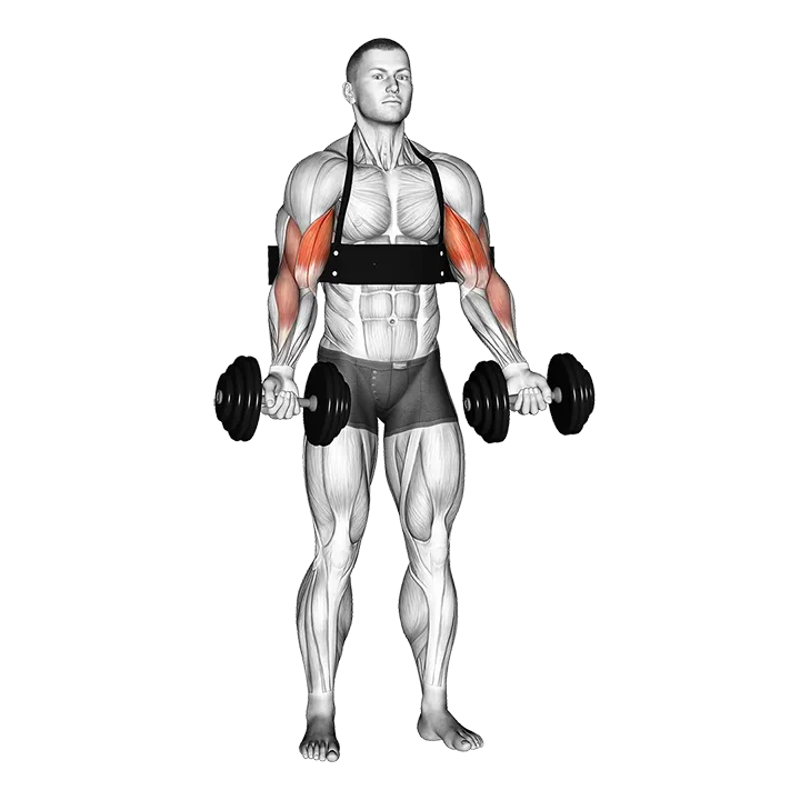 Dumbbell Alternate Biceps Curl (with arm blaster) exercise animation (Male)