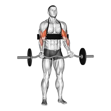 EZ-bar Biceps Curl (with arm blaster)