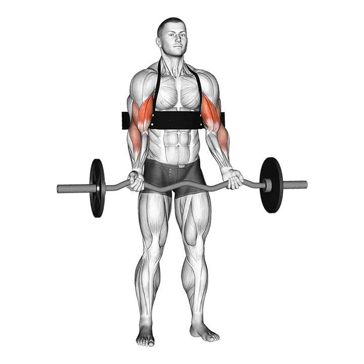 EZ-bar Biceps Curl (with arm blaster) exercise animation (Hombre)