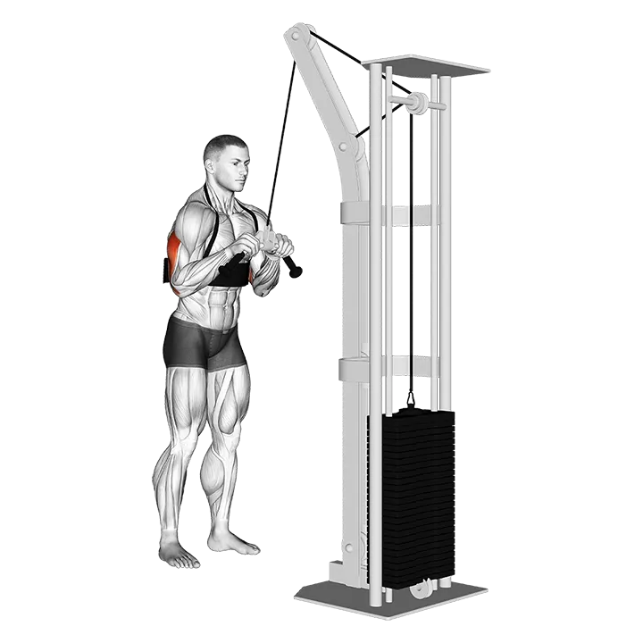 Cable Triceps Pushdown (V-bar) (with arm blaster) exercise animation (Male)