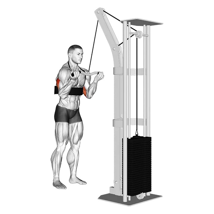 Cable Reverse Grip Triceps Pushdown (SZ-bar) (with arm blaster) exercise animation (Male)