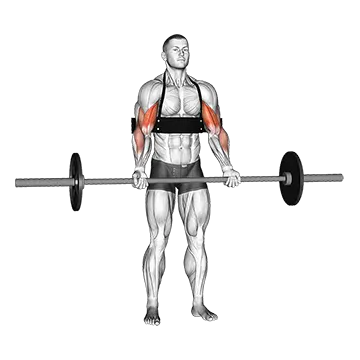 Barbell Biceps Curl (with arm blaster)