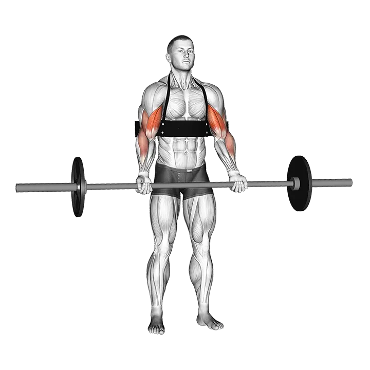 Barbell Biceps Curl (with arm blaster) exercise animation (Male)