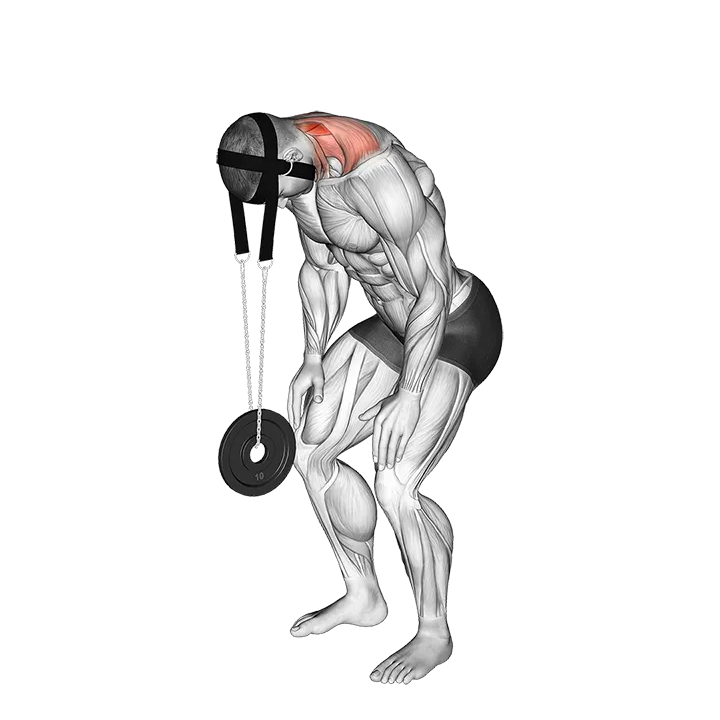 Weighted Standing Neck Extension (with head harness) exercise animation (Male)