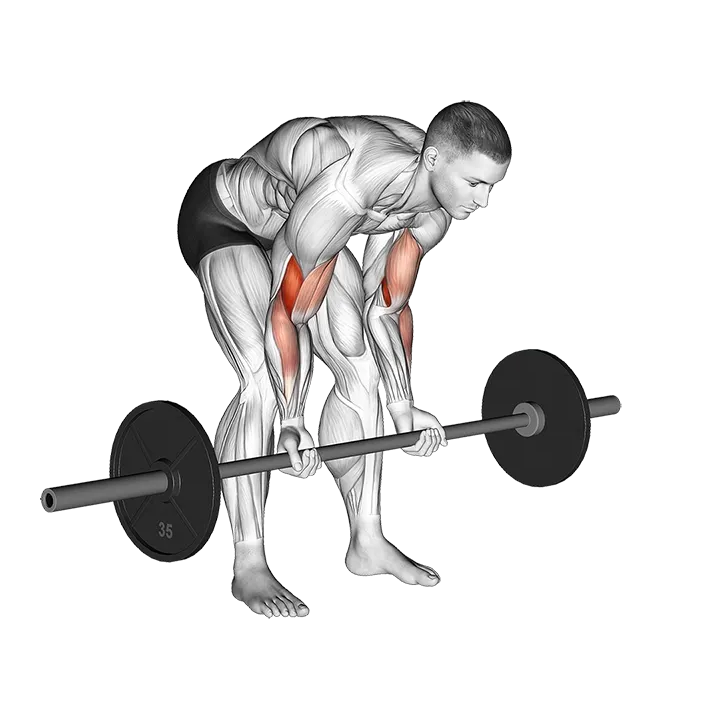 Barbell Standing Concentration Curl exercise animation (Male)