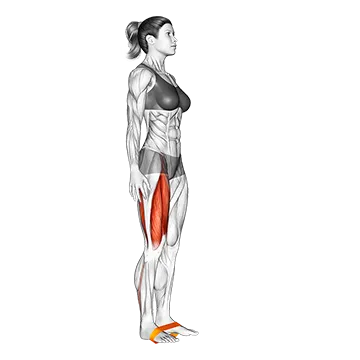 Resistance Band Leg Lift