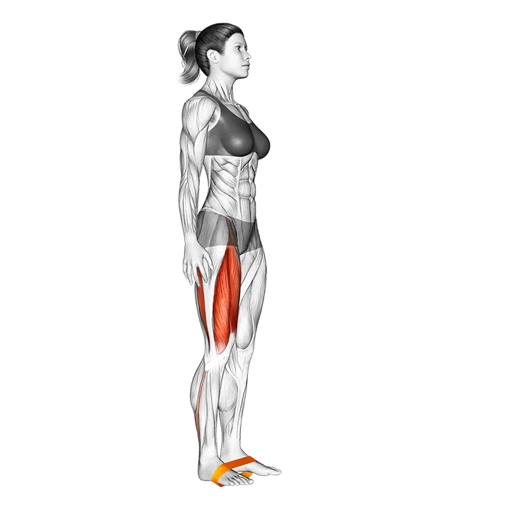 Resistance Band Leg Lift exercise animation (Female)