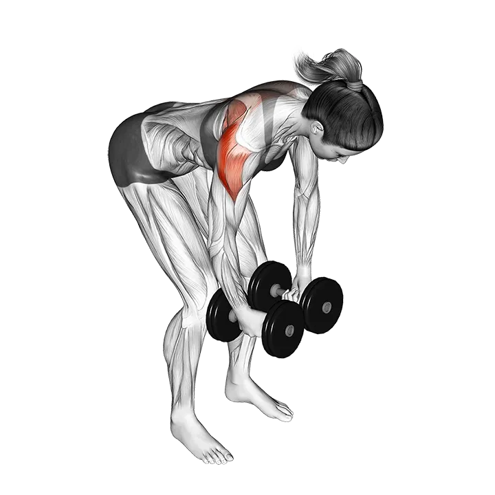 Dumbbell Rear Delt Fly exercise animation (Female)