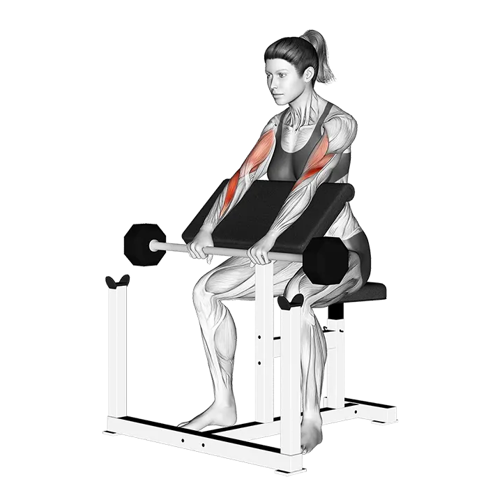 Barbell Reverse Preacher Curl_Forearm exercise animation (Female)