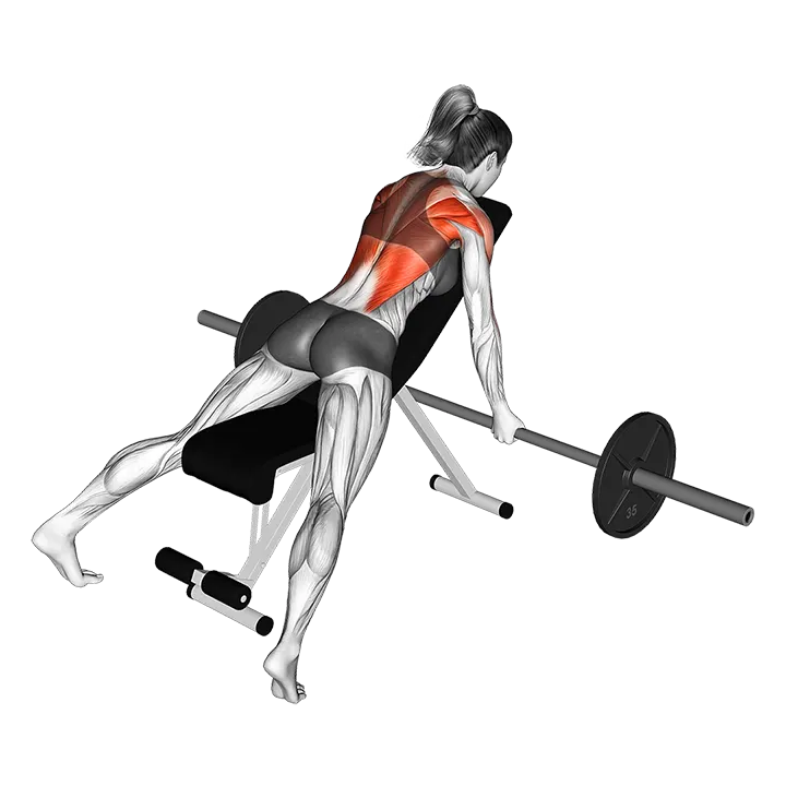 Barbell Reverse Grip Incline Row exercise animation (Female)