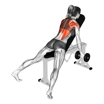 Dumbbell Reverse Grip Incline Row