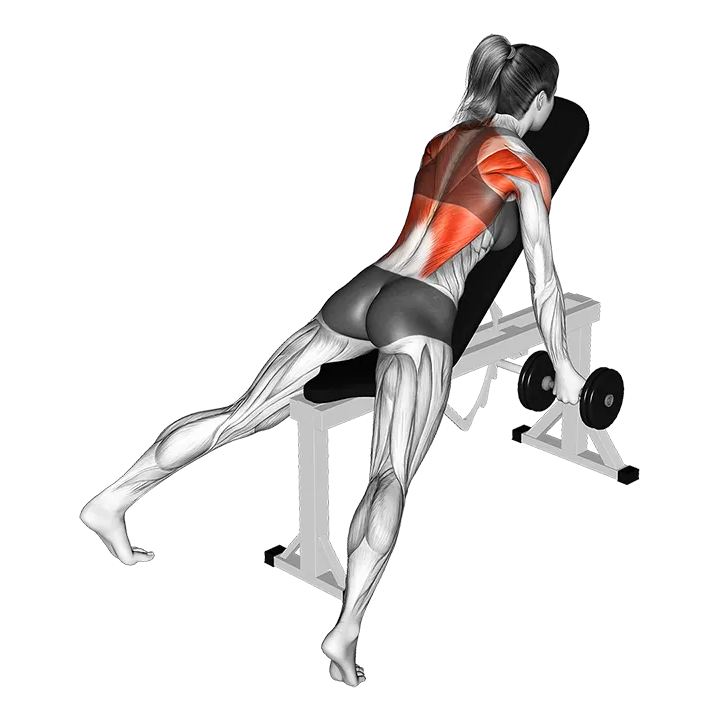 Dumbbell Reverse Grip Incline Row exercise animation (Weiblich)
