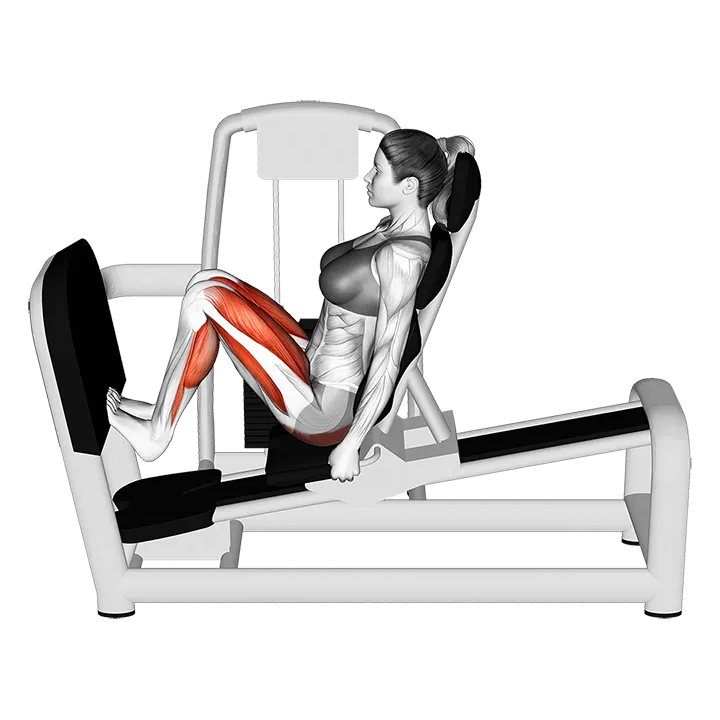 Lever Seated Squat Calf Raise on Leg Press exercise animation (Female)