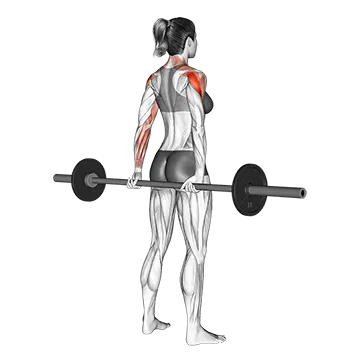 Barbell Rear Delt Raise_shoulder