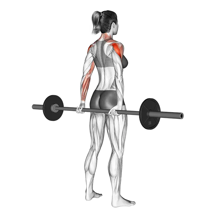 Barbell Rear Delt Raise exercise animation (Weiblich)