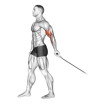 Cable One Arm Biceps Curl (VERSION 2)
