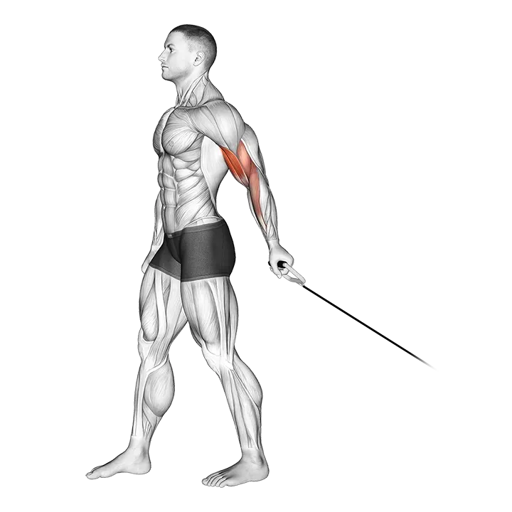 Cable One Arm Biceps Curl (VERSION 2) exercise animation (Male)