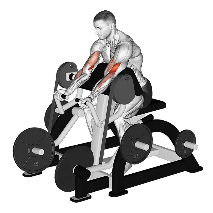 Lever Preacher Curl (plate loaded) exercise animation (Male)