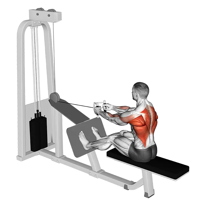 Cable Seated Row with V bar exercise animation (Male)