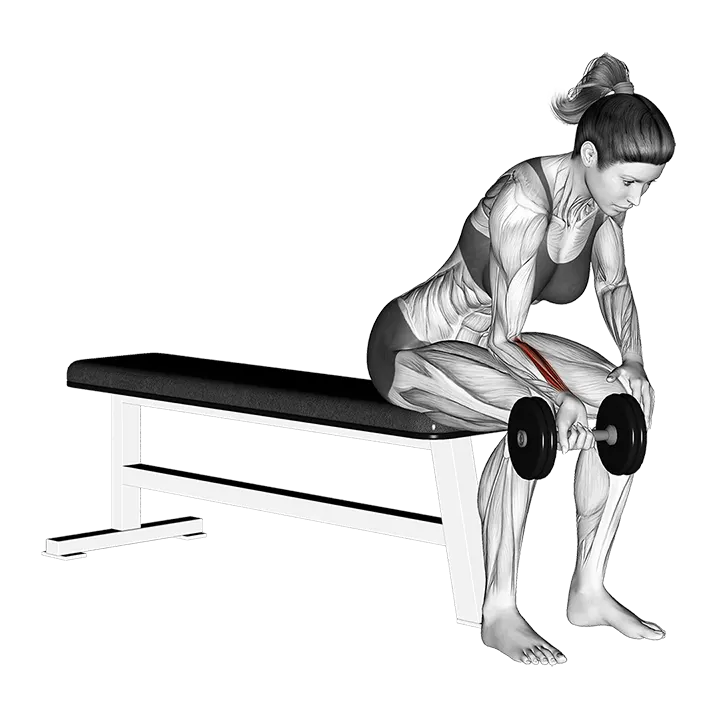 Dumbbell One arm Wrist Curl_Forearm exercise animation (Female)