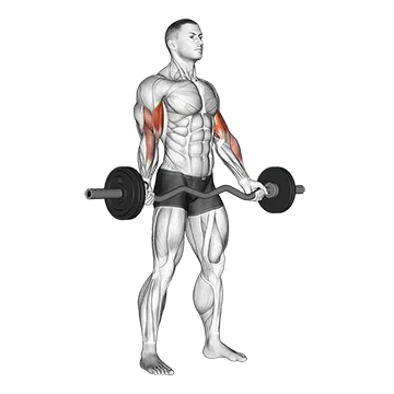 EZ-Barbell Standing Wide Grip Biceps Curl