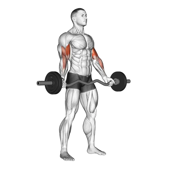 EZ-Barbell Standing Wide Grip Biceps Curl exercise animation (Male)