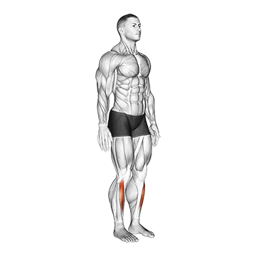 Ankle - Dorsal Flexion - Articulations