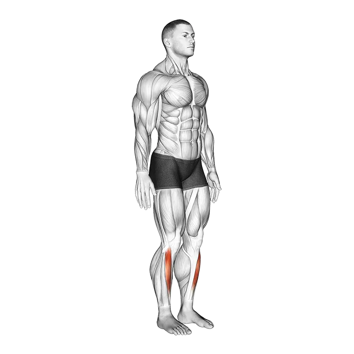 Ankle - Dorsal Flexion - Articulations exercise animation (Male)