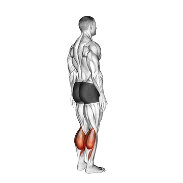 Ankle - Plantar Flexion - Articulations