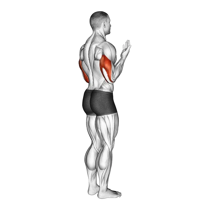 Elbow - Extension - Articulations exercise animation (Male)