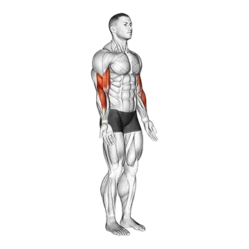 Elbow - Flexion - Articulations
