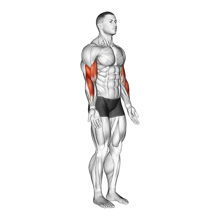 Elbow - Flexion - Articulations exercise animation (Male)