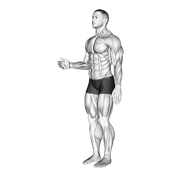 Forearm - Pronation - Articulations