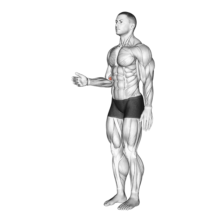 Forearm - Pronation - Articulations exercise animation (Male)