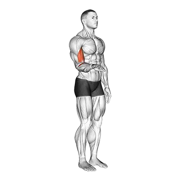Forearm - Supination - Articulations