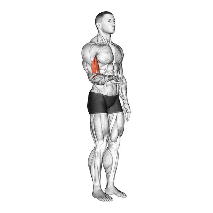Forearm - Supination - Articulations exercise animation (Male)