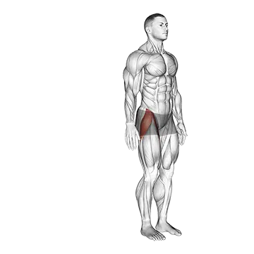 Hip - Abduction - Articulations