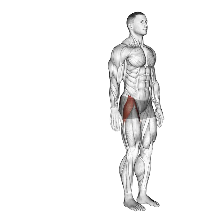 Hip - Abduction - Articulations exercise animation (Male)