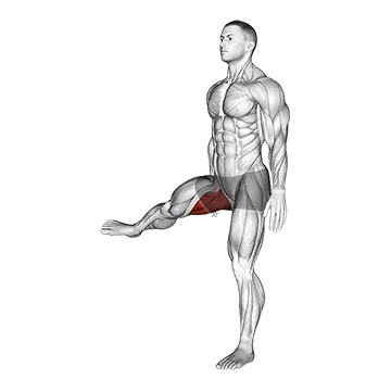 Hip - Adduction - Articulations