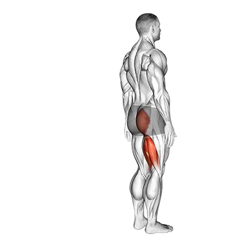 Hip - Extension - Articulations