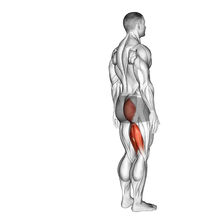 Hip - Extension - Articulations exercise animation (Male)