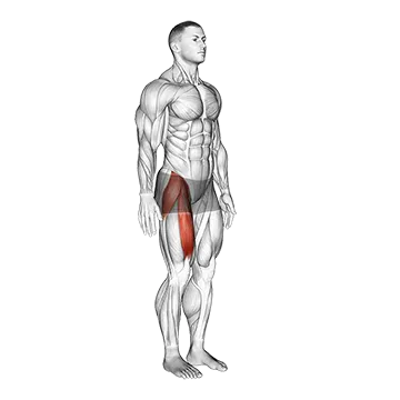 Hip - Flexion - Articulations