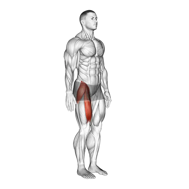 Hip - Flexion - Articulations exercise animation (Male)