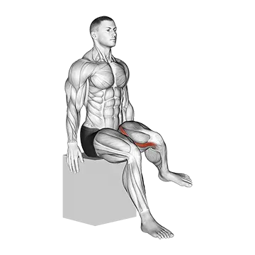 Hip - Lateral Rotation (External Rotation) - Articulations