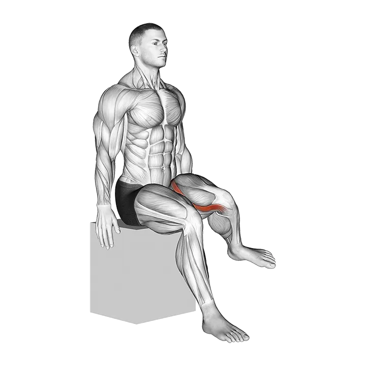 Hip - Lateral Rotation (External Rotation) - Articulations exercise animation (Male)