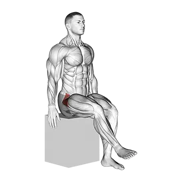 Hip - Medial Rotation (Internal Rotation) - Articulations