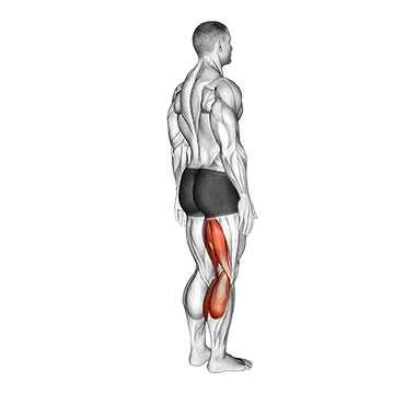Knee - Flexion - Articulations
